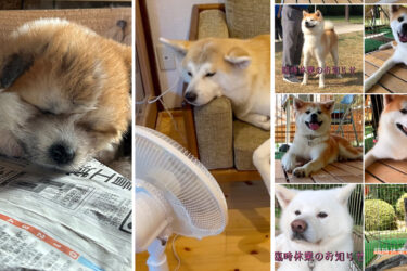 Heat Wave in Akita Prefecture: Dogs Wanted to be “Conditioned” as Well