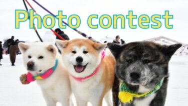 Call For “Special Photos” of Your Akita Dogs!