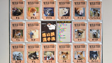 Vote for the “Worst Face” at the Akita Inu no Sato Event