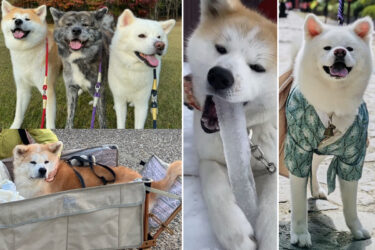 Look and See! Our “Proud Akita Dogs” – Cute and Full of Expression!
