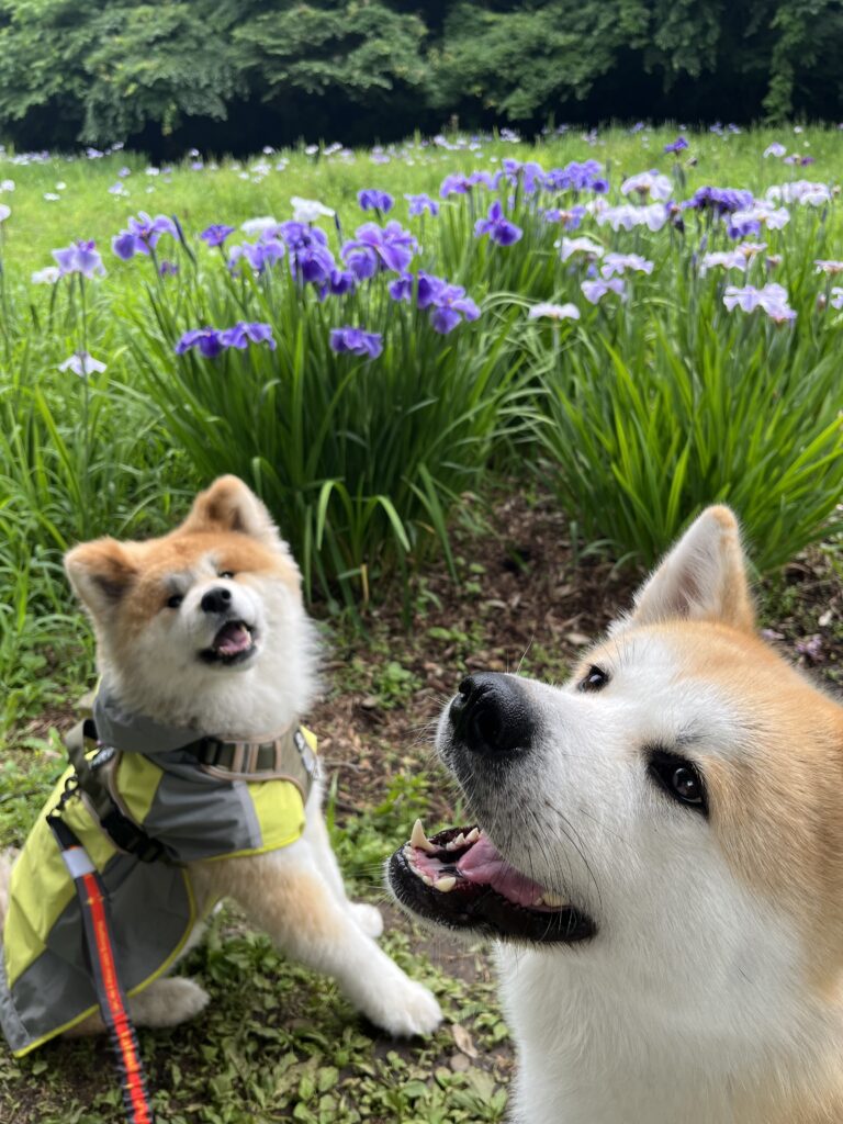 Proud Akita Dogs – July Edition│Akitainu News