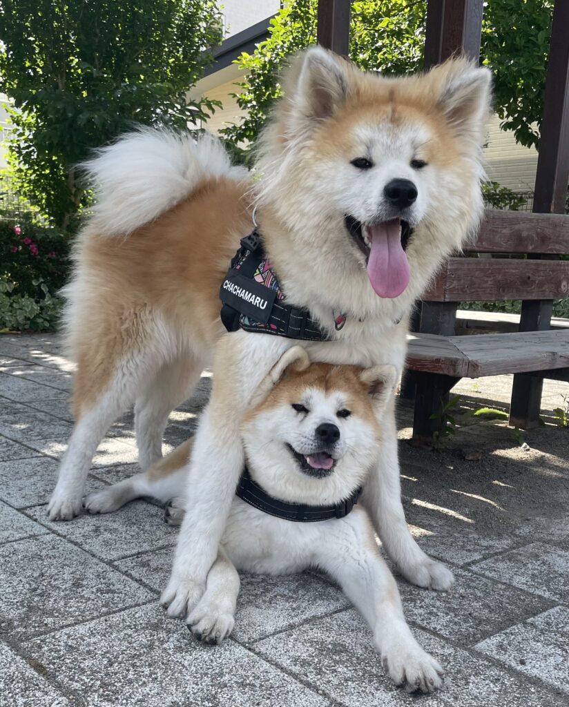 Proud Akita Dog】 Behold the Cuteness Through the Eyes of Their Owners~  September Edition ~│Akitainu News