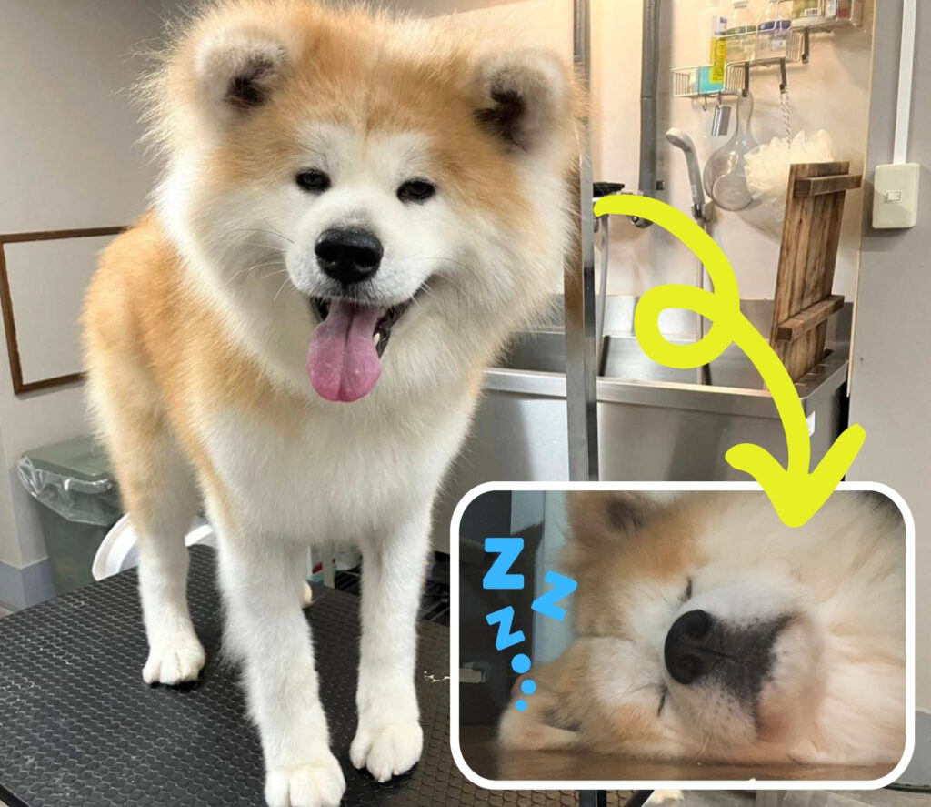 Proud Akita Dog】 Behold the Cuteness Through the Eyes of Their Owners~  September Edition ~│Akitainu News
