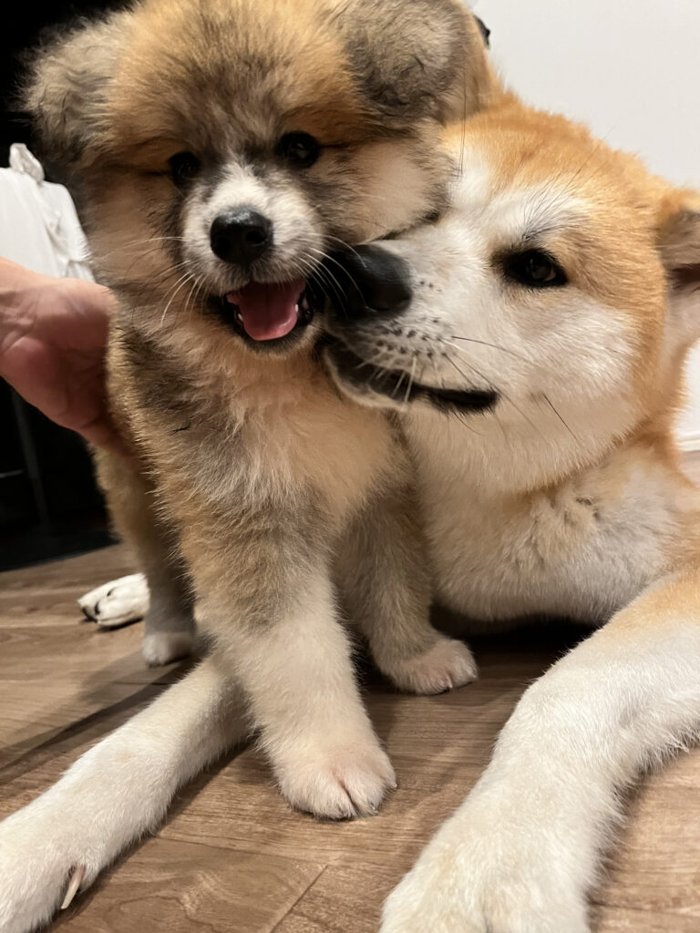 Proud Akita Dog】 Behold the Cuteness Through the Eyes of Their Owners~  September Edition ~│Akitainu News