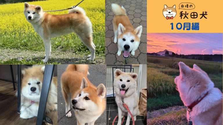 【Proud Akita Dog】 Behold the Cuteness Through the Eyes of Their Owners ...