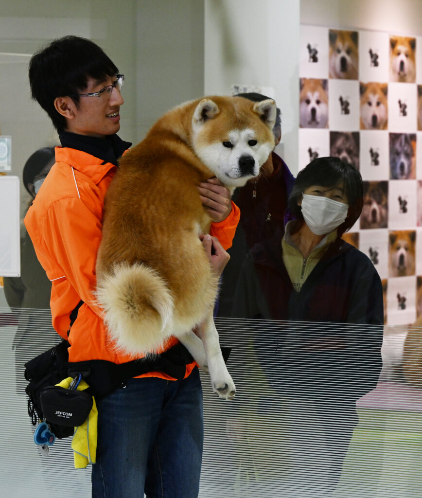 Muuta, the Star of Akita Dog Visitor Center His Adorable Upturned Gaze  Captivates Hearts│Akitainu News