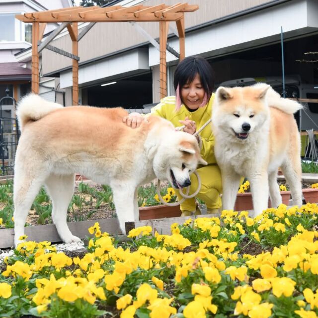 🌸

#4月の秋田犬新聞 は本日18日（金）掲載！

🌼自然に囲まれ穏やかに…
横手市の佐々木さん夫婦と忠吉＆ハナコ

🚘️もうすぐ大型連休！
秋田犬に会えるスポットをご紹介

📸自慢の秋田犬〜4月編〜
今回もたくさんのご応募
ありがとうございました🙇🏻‍♀️

以上でお届けします🐾
今月もどうぞよろしくお願いします！

#秋田犬#秋田犬新聞#akitainu #akitadog#横手市#横手#忠吉#ハナコ#GW#大型連休 #秋田犬に会えるスポット#自慢の秋田犬