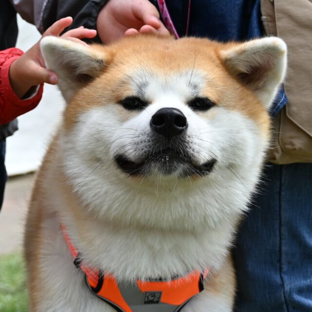 今月の秋田犬新聞のお知らせです～
７月の紙面は１８日発行予定となっています🎉お楽しみに～💯

そして…
皆さまの愛するご家族を紹介する「自慢の秋田犬」のコーナーですが…

ご応募お待ちしております😭
２回目、３回目の投稿、大歓迎です😍

遠慮なさらずご投稿ください～🎯
７月１０日までに
akitainu@sakigake.jpへ💌
記入項目はこちら～▽▽
・住所
・投稿者（飼い主）の氏名
・電話番号
・撮影年月日
・秋田犬の名前
・性別
・撮影時の年齢
・撮影時の様子などを説明したコメント（５０～１００字）

心の底から、
喉から手が出るほど、
皆さんの愛犬のお写真を
お待ちしています🎉😭