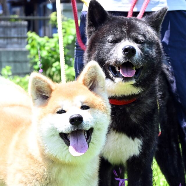７月の秋田犬新聞は…１８日掲載です

電子版も１７日から１８日にｕｐされますので要チェック🧐

今月のワンコも…言わずもがな…はぁ…カワイイ💯

#秋田犬新聞 #秋田魁新報 #秋田魁新報電子版 #詳しくはさきがけで #秋田犬 #akitainu #秋田犬のいる暮らし #秋田犬のいる生活 #大館市