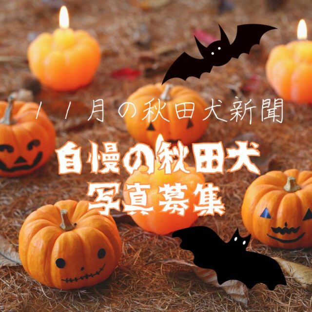 去る10月31日はハロウィーン。
１１月の秋田犬新聞「自慢の秋田犬」コーナーでは
ハロウィーンを楽しんだお写真大募集中です！

カワイイ衣装着てみたよ！
大きいカボチャと写真撮ったよ！
シーツかぶっておばけになったよ！
お菓子もらったよ！
カボチャ食べたよ！　？
散歩したらコウモリ見たよ！　？

つまるところ、ハロウィーンじゃなくてもどんな写真でもＯＫです！

投稿はakitainu@sakigake.jpまで！
①住所
②投稿者（飼い主）の氏名
③連絡先
④撮影年月日
⑤秋田犬の名前
⑥性別
⑦撮影時の年齢
⑧撮影時の様子などを説明したコメント（５０～１００字）
お待ちしております！

#秋田犬新聞 #秋田犬 #秋田犬のいる暮らし #akitainu #秋田魁新報 #自慢の秋田犬 #募集中 #ハロウィーン #とか言うてますけども #いつでも待ってます
