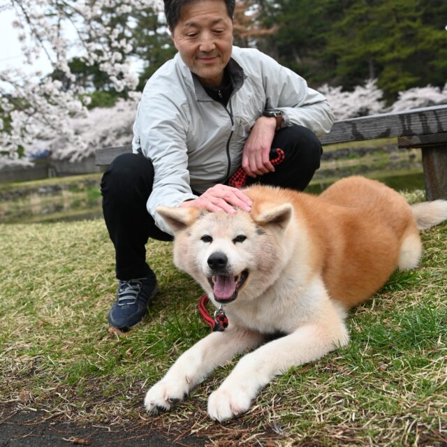 サボ 行先板】 秋 田 FOR AKITA✕弘前FOR HIROSAKI サボ 行先板】 秋