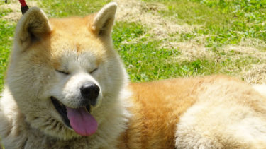 モンゴルの人は秋田犬を好きになると思う バッチジャルガル駐日大使が大館初訪問 秋田犬新聞