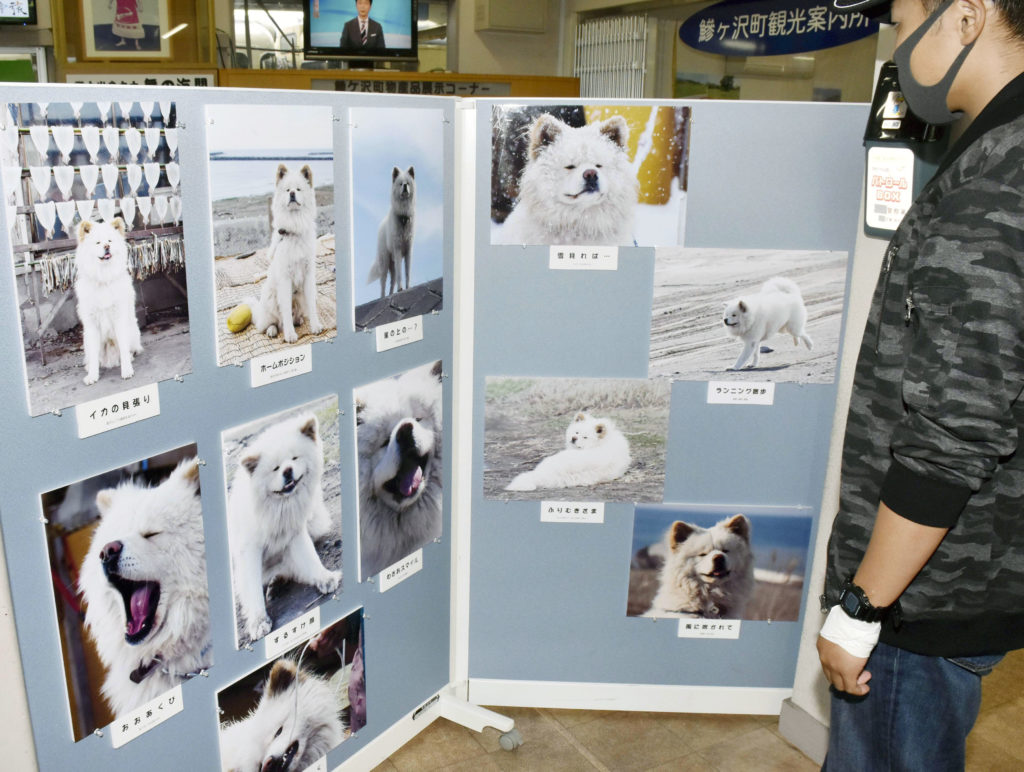 わさお駅長 をしのび写真展 ｊｒ鰺ケ沢駅 秋田犬新聞
