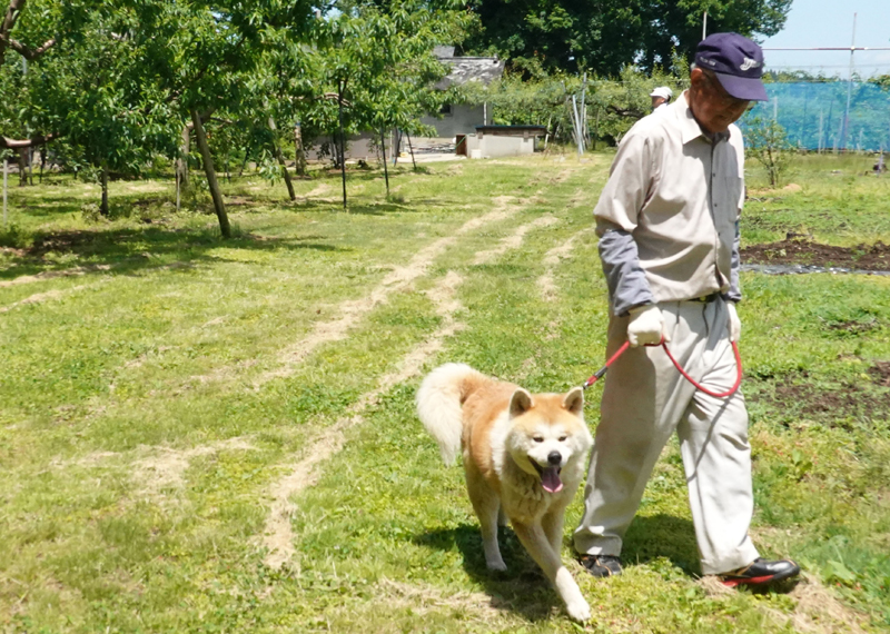 秋田犬と一緒に歩いて健康に 三種町の体験プログラム 秋田犬新聞