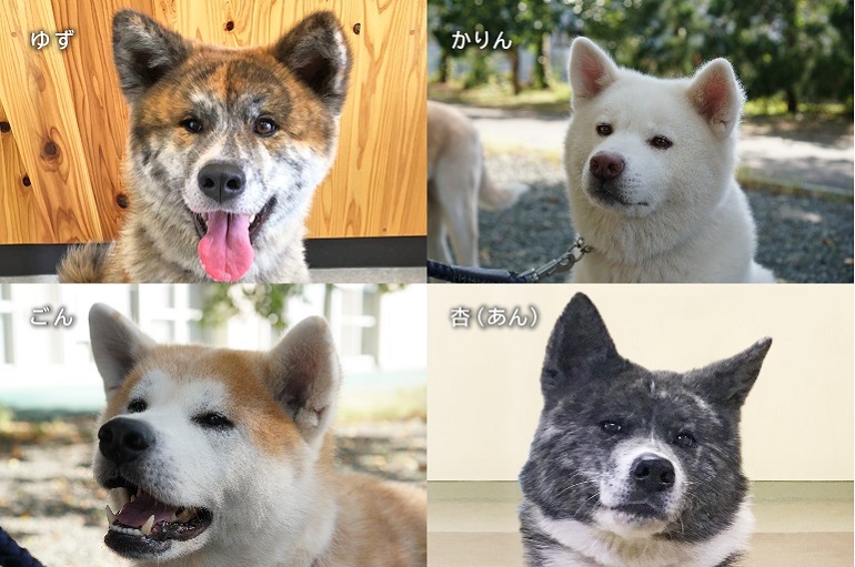 秋田犬保護団体 ｃｆで保護費用を23日まで募集 秋田犬新聞