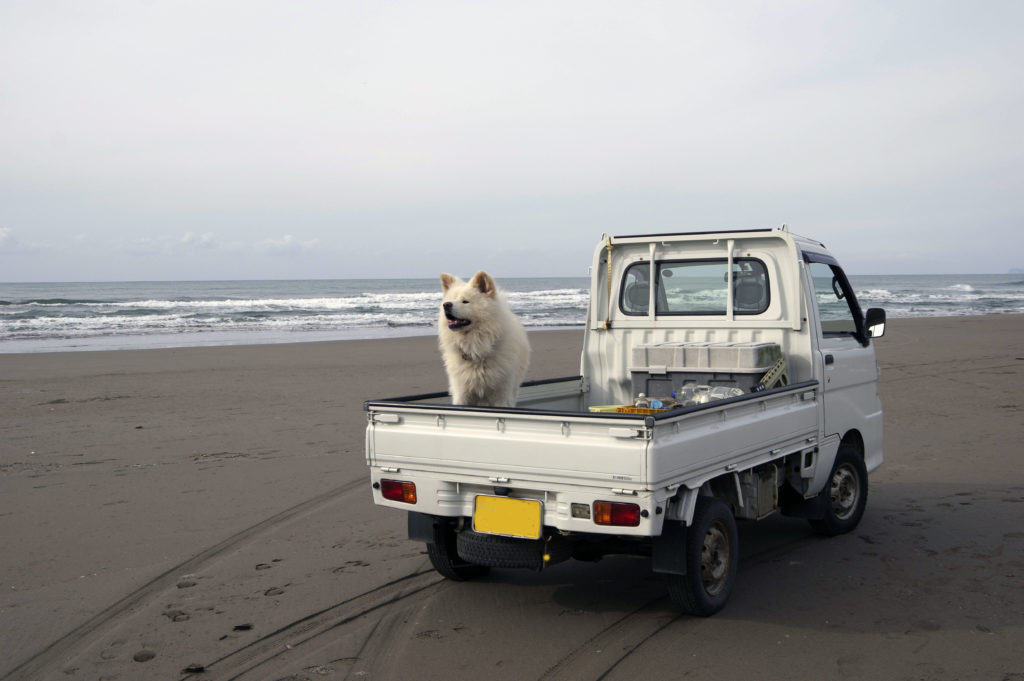 ありがとう わさお 下 わさおは ブサかわ 秋田犬新聞