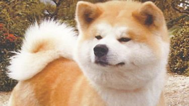 闘犬として作出された秋田犬　「変容」が語る苦難の歴史