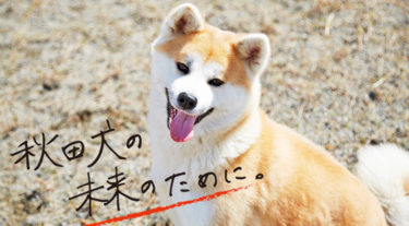 秋田犬保護団体、ＣＦで保護費用を23日まで募集