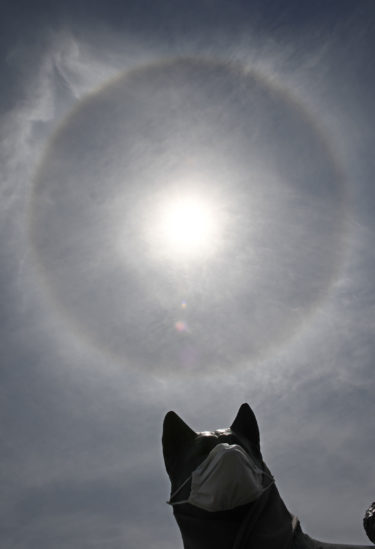 秋田犬像の上空に光の輪　大館に「日暈」現る