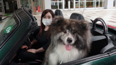 ユーチューブ 秋田犬げんき ありのままの姿が好評 秋田犬新聞