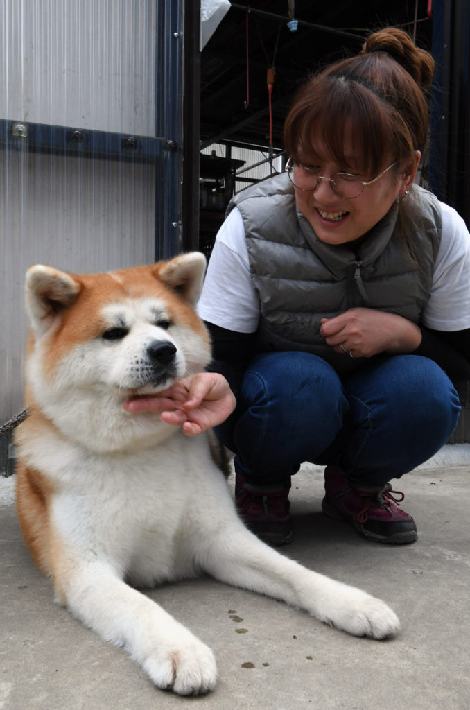 阿蘇山の麓に旅立ったペペケオ 日本文化の 伝導士 に 秋田犬新聞