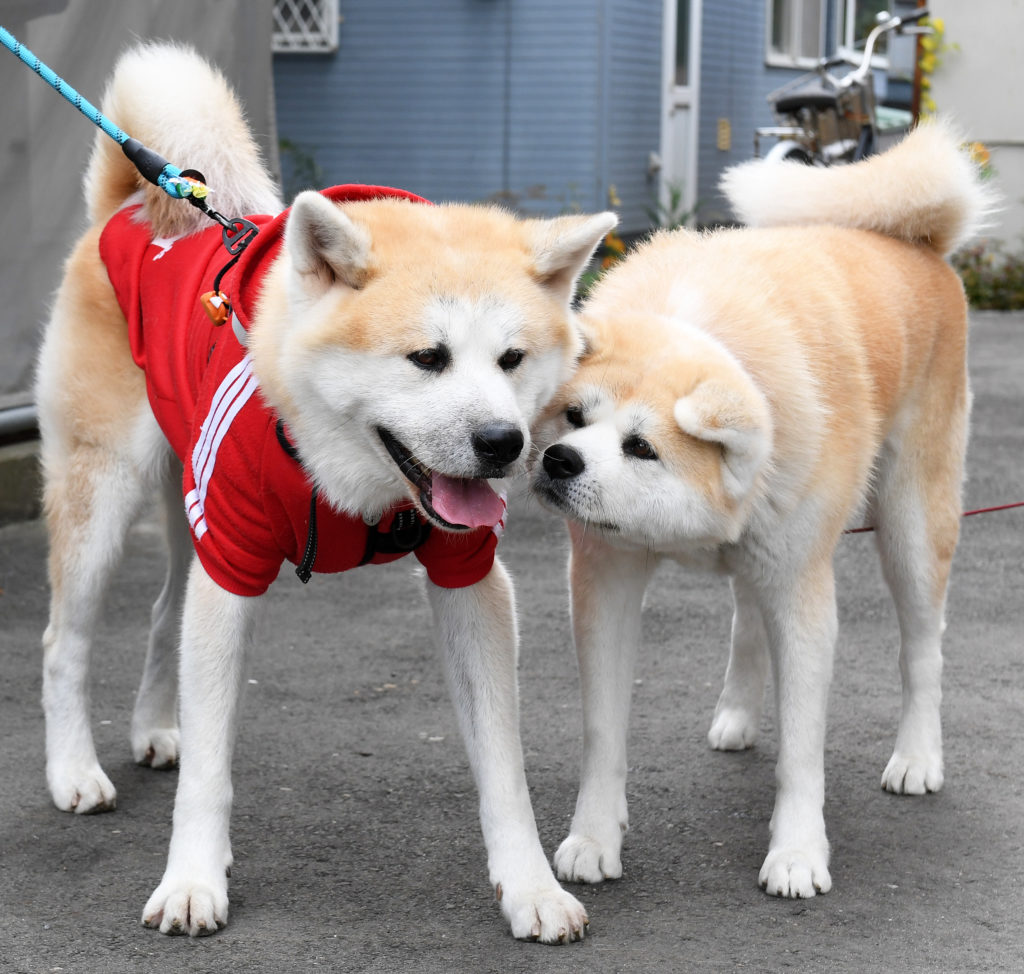 森川美香子さんと ハチ この子に会えてよかった 秋田犬新聞