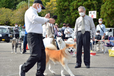 秋田犬４６匹、りりしく　大仙市で保存会支部展