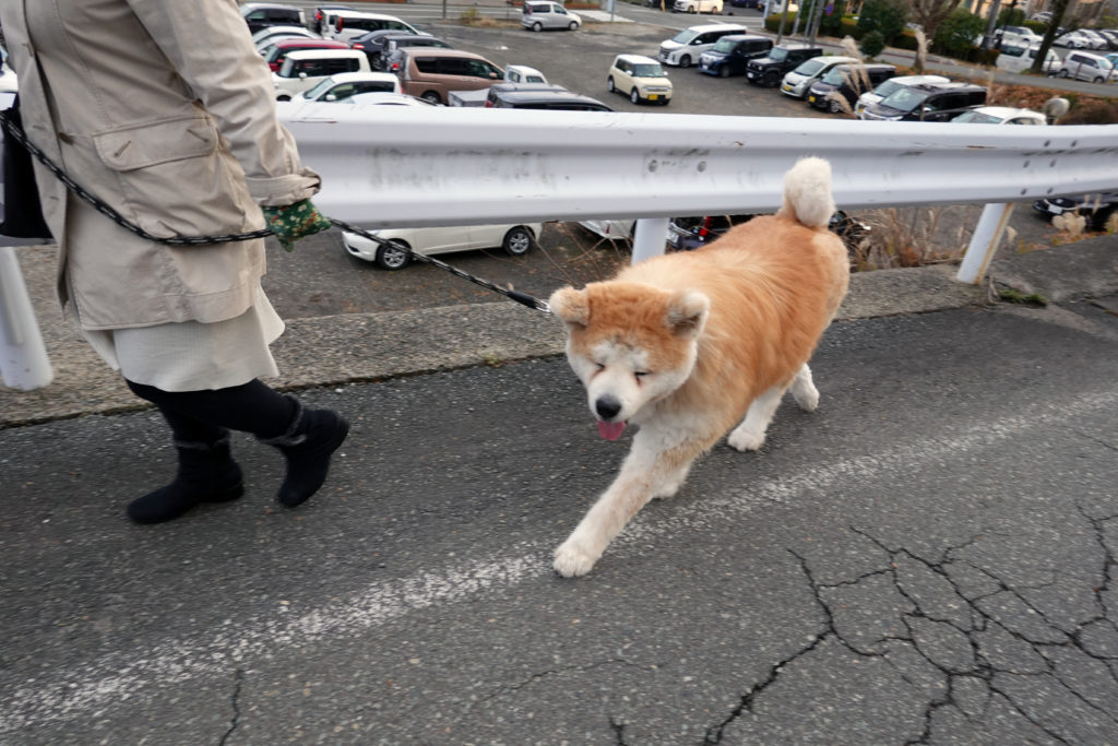 男鹿市の ばんたろう 一家の絆深めた癒やし系 秋田犬新聞