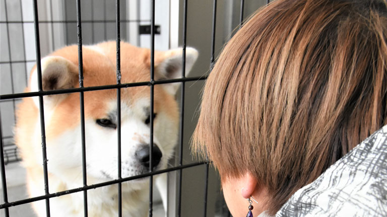 かみつき事故の秋田犬 矯正訓練で徐々に落ち着き 秋田犬新聞