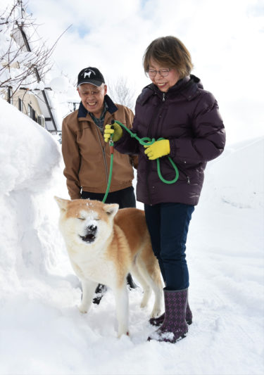マサルの母犬、雪に喜び駆け回る