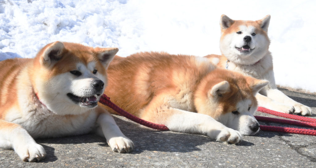 人気の兄弟に 妹 が誕生 湯沢市 大雪でも仲良く元気 秋田犬新聞