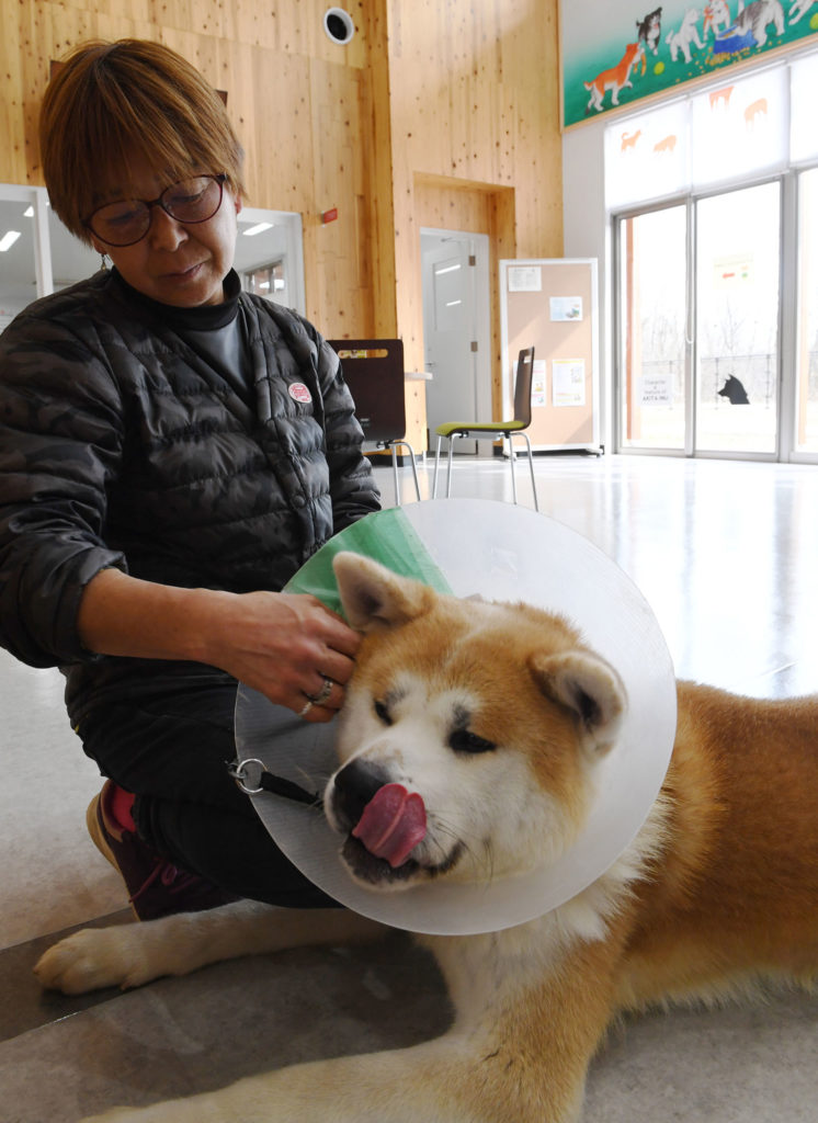 犬の去勢 避妊手術なぜ必要 ドッグトレーナーの鈴木さんに聞く 秋田犬新聞