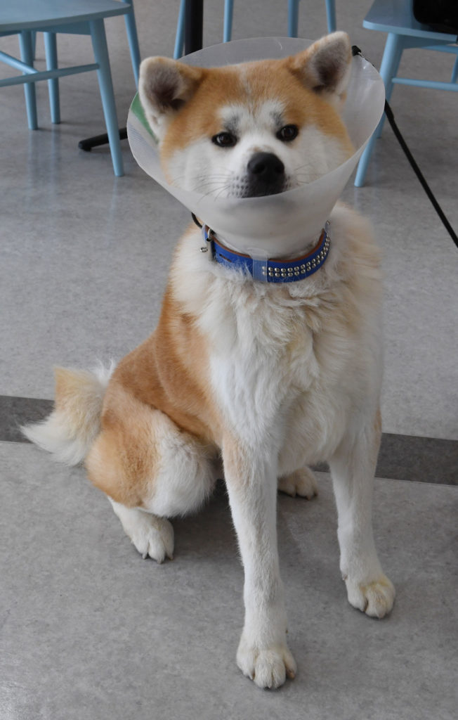犬の去勢 避妊手術なぜ必要 ドッグトレーナーの鈴木さんに聞く 秋田犬新聞