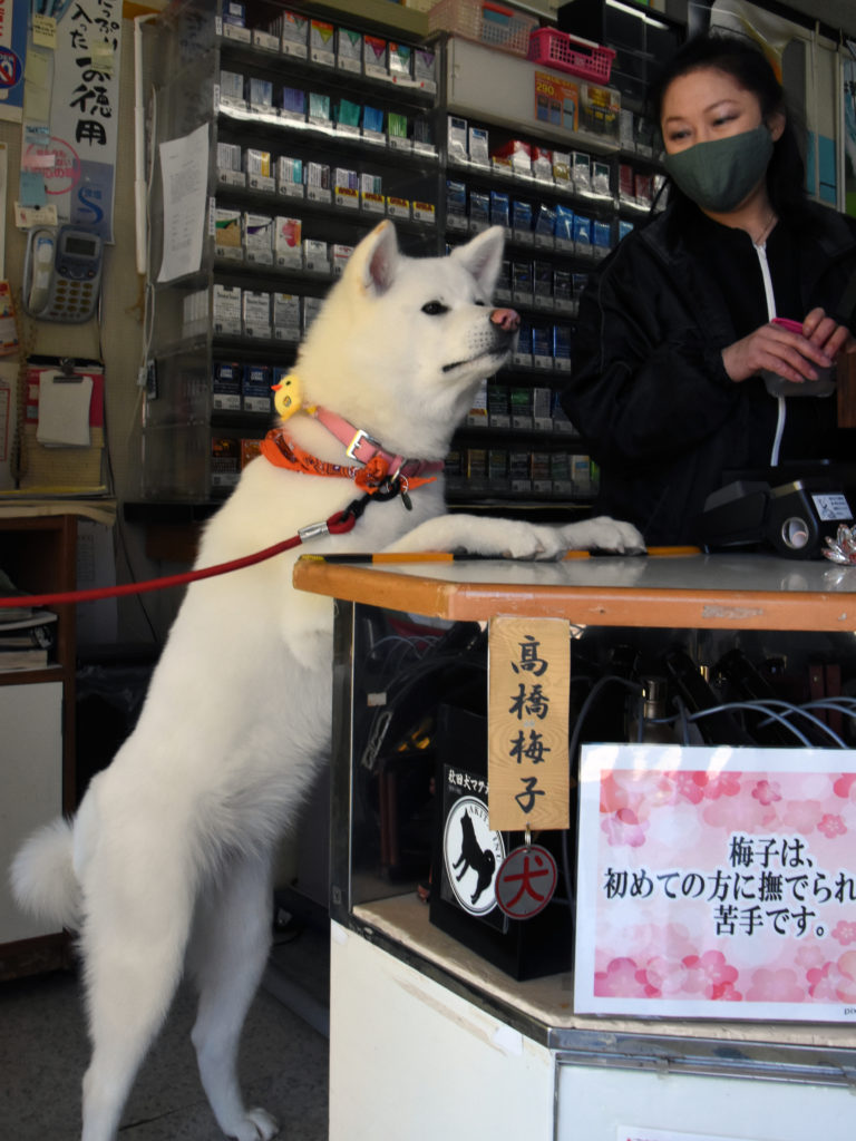 看板娘 は秋田犬の高橋梅子 秋田犬新聞