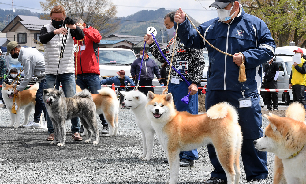 りりしい秋田犬勢揃い 本部展 コロナ対策講じ２年ぶり開催 秋田犬新聞