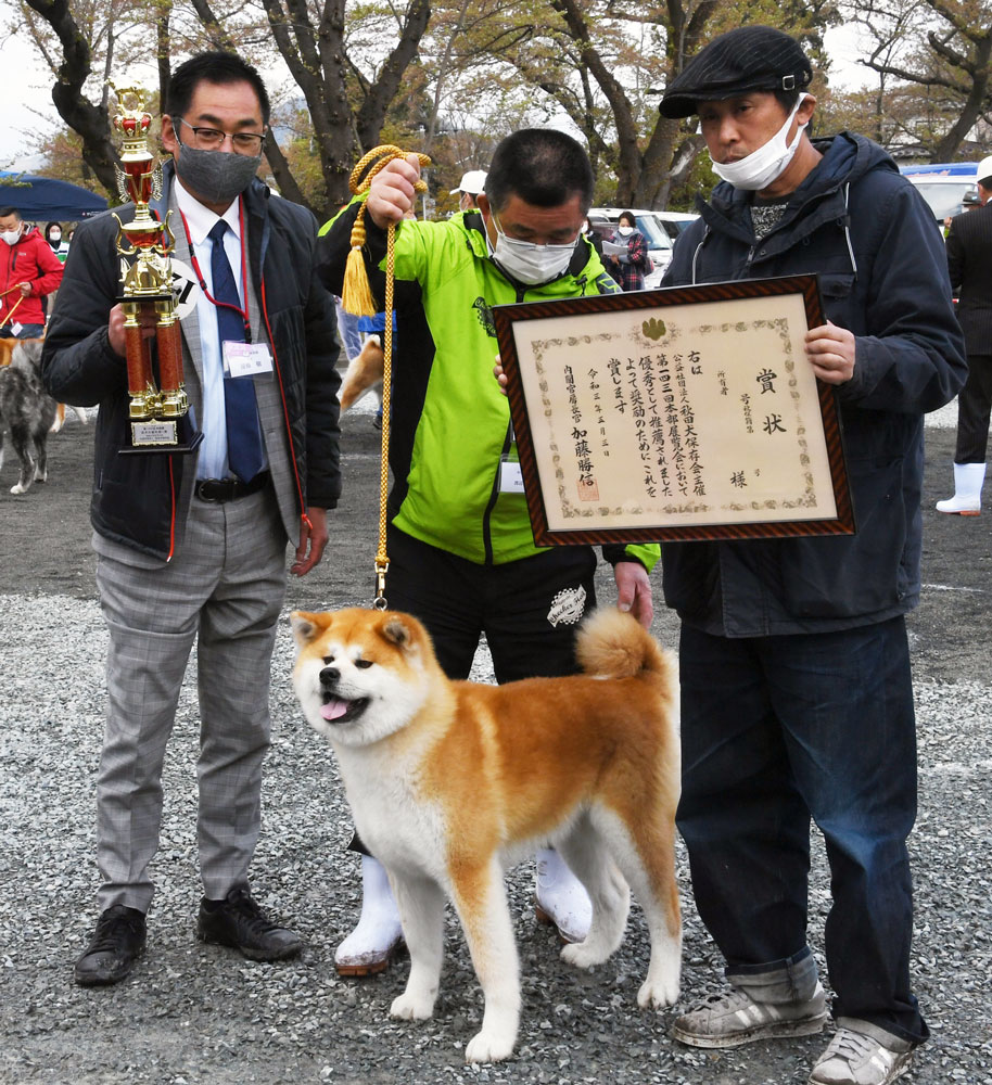 秋田犬保存会 本部展 って どんな催し 秋田犬らしい秋田犬を競う長い一日を追ってみた 秋田犬新聞