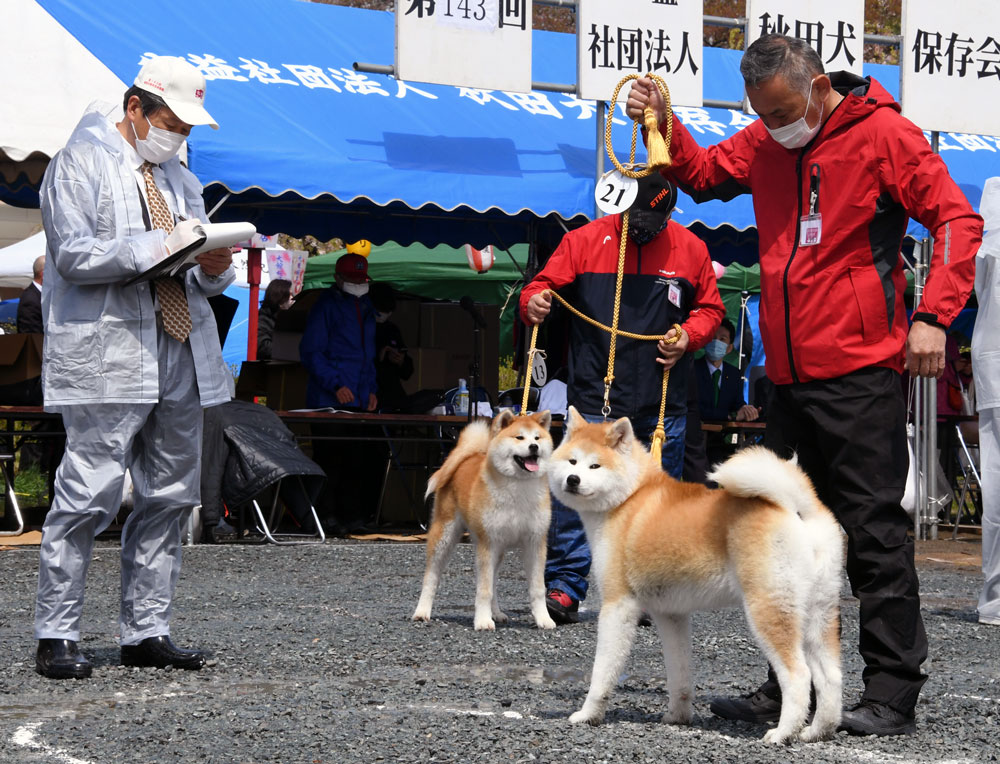 秋田犬保存会 本部展 って どんな催し 秋田犬らしい秋田犬を競う長い一日を追ってみた 秋田犬新聞