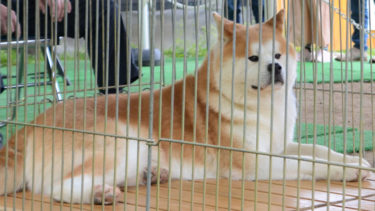 「ふわふわ」見て楽しんで　千秋公園、秋田犬展示スタート