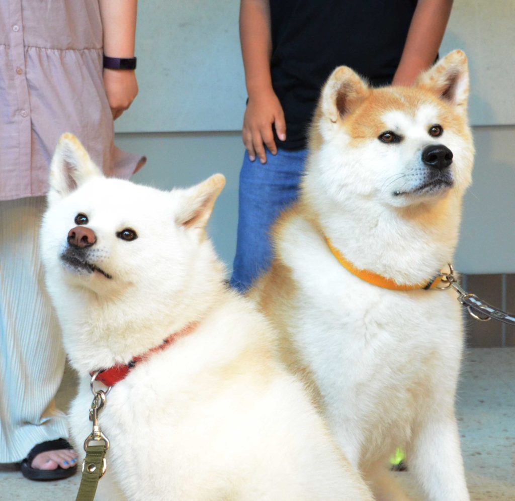 秋田犬 勝大とおもち お疲れ様 ファンと卒業セレモニー 秋田犬新聞 秋田犬 勝大とおもち お疲れ様 ファンと卒業セレモニー 秋田犬新聞