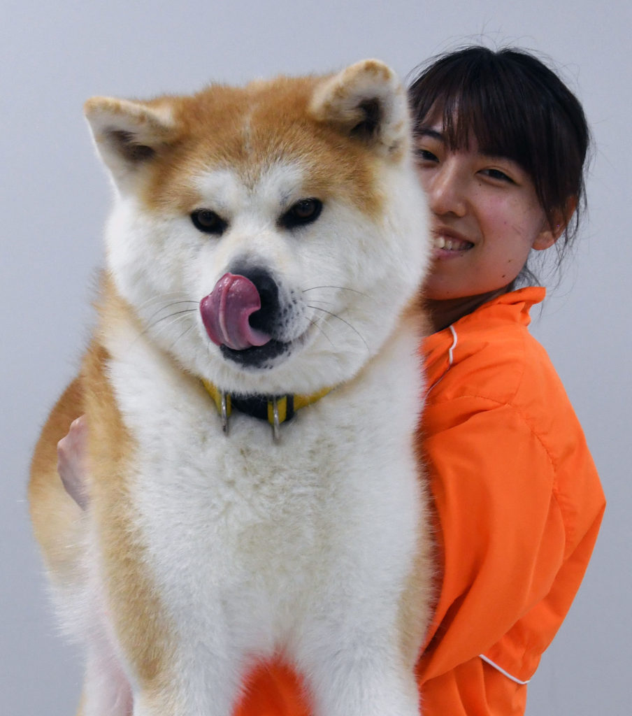 勝大 おもち 癒やしをありがとう 秋田犬新聞