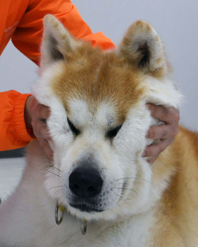 勝大 おもち 癒やしをありがとう 秋田犬新聞