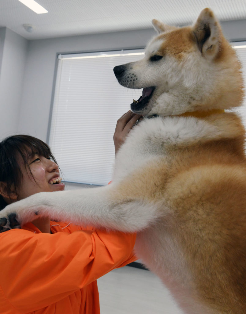勝大 おもち 癒やしをありがとう 秋田犬新聞