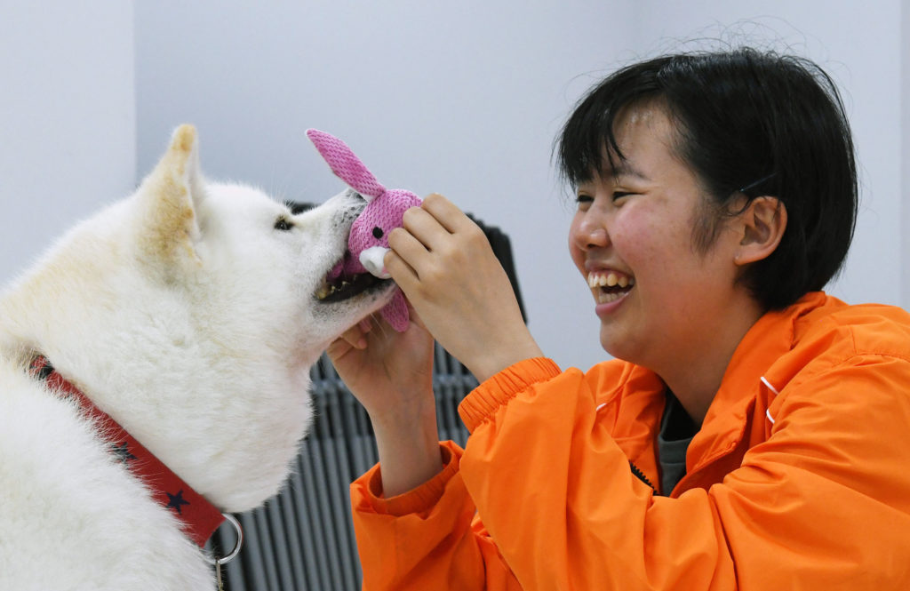 勝大 おもち 癒やしをありがとう 秋田犬新聞