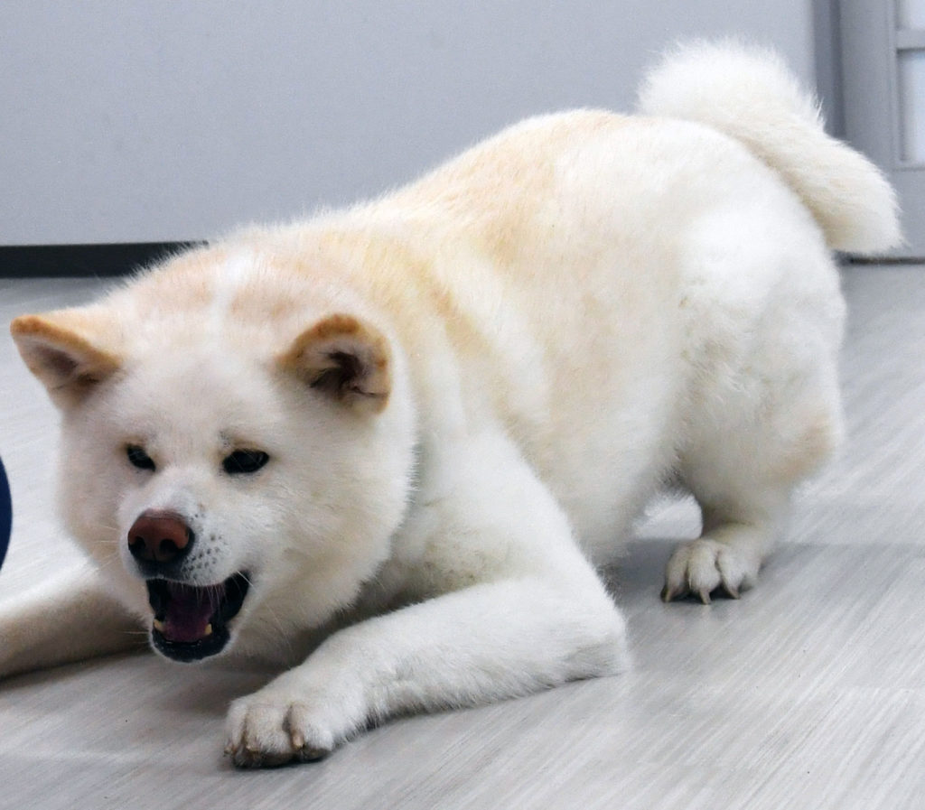 勝大 おもち 癒やしをありがとう 秋田犬新聞