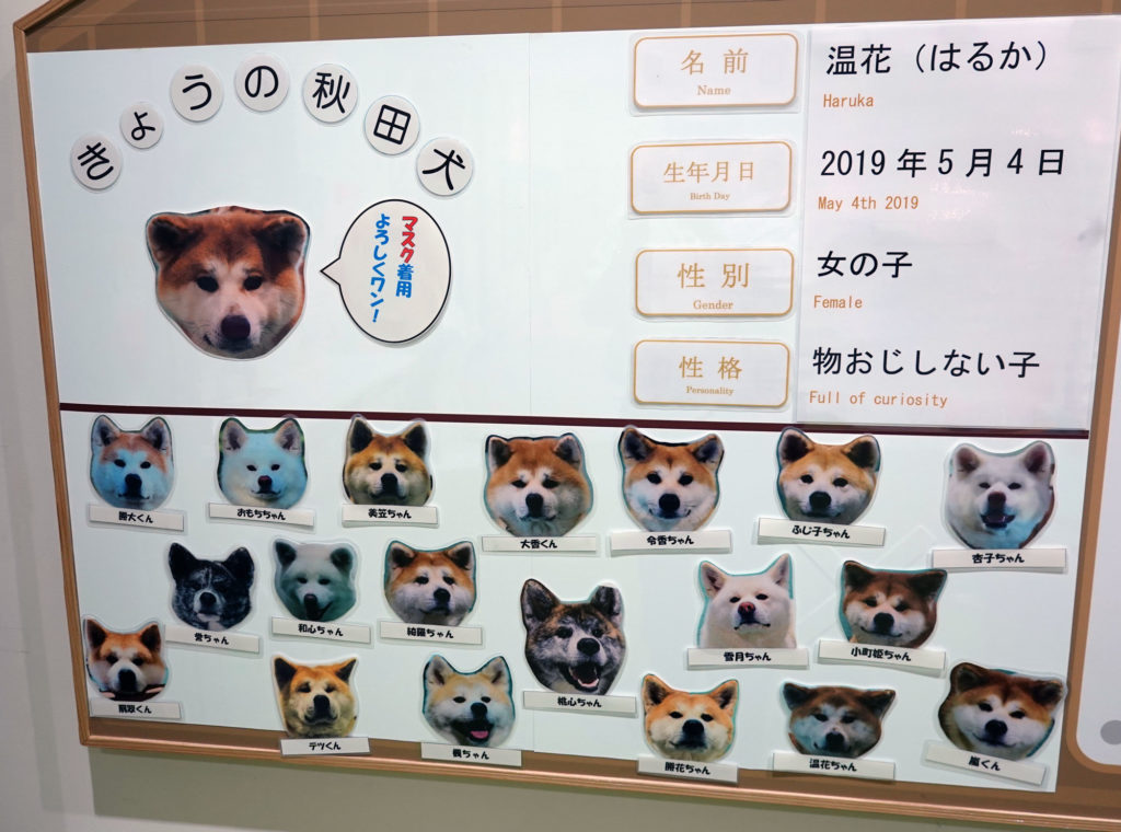 勝大 おもち 癒やしをありがとう 秋田犬新聞