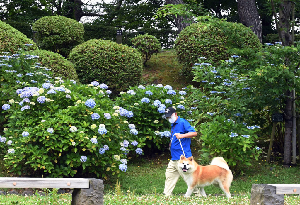 暑さが苦手な秋田犬 夏をどう乗り切る 秋田犬新聞