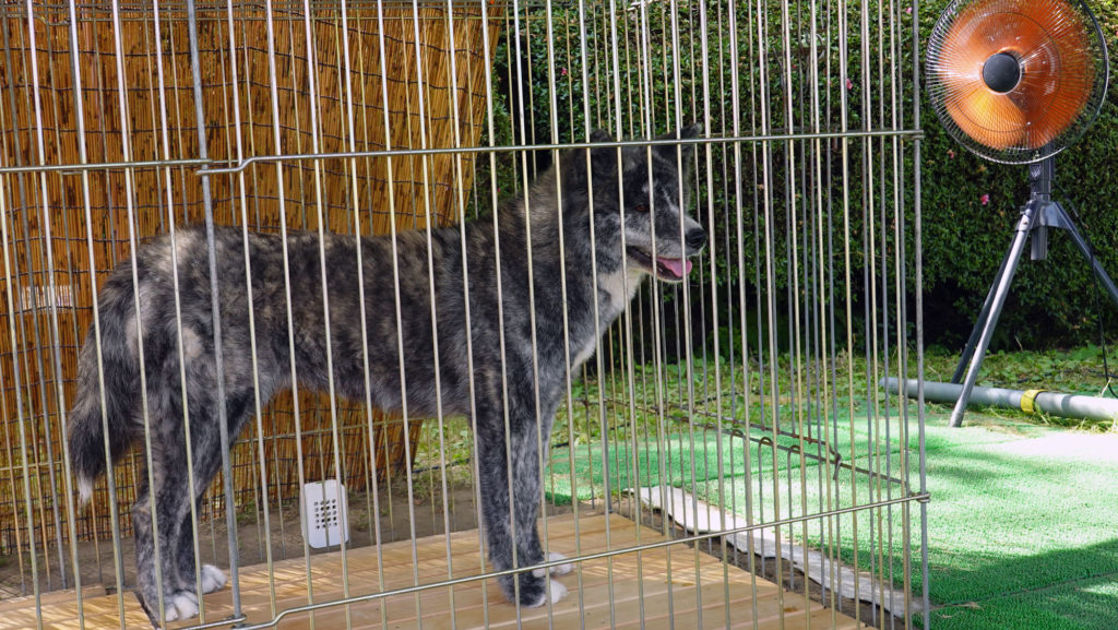 暑さが苦手な秋田犬 夏をどう乗り切る 秋田犬新聞