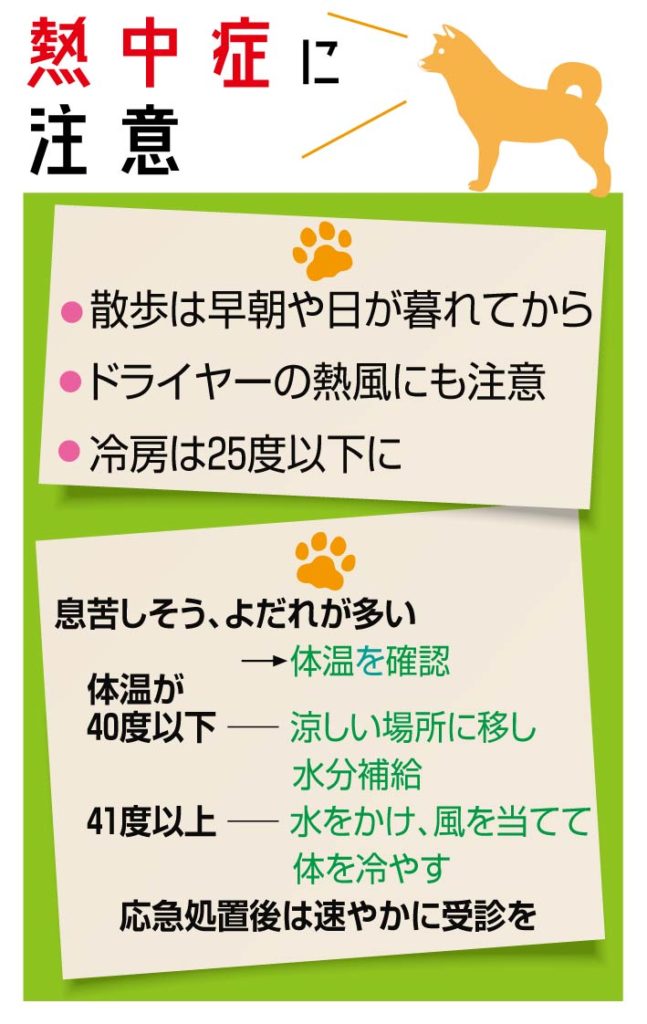 秋田犬も熱中症にご用心 獣医師からのアドバイス 秋田犬新聞