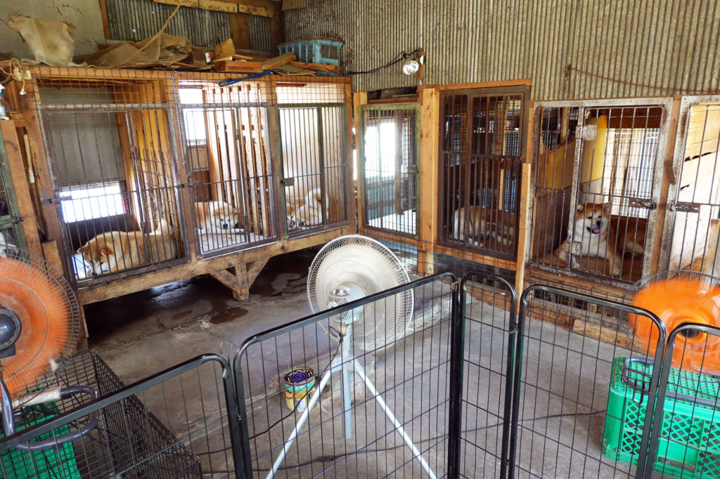 暑さが苦手な秋田犬 夏をどう乗り切る 秋田犬新聞