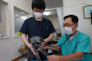 秋田犬も熱中症にご用心　獣医師からのアドバイス